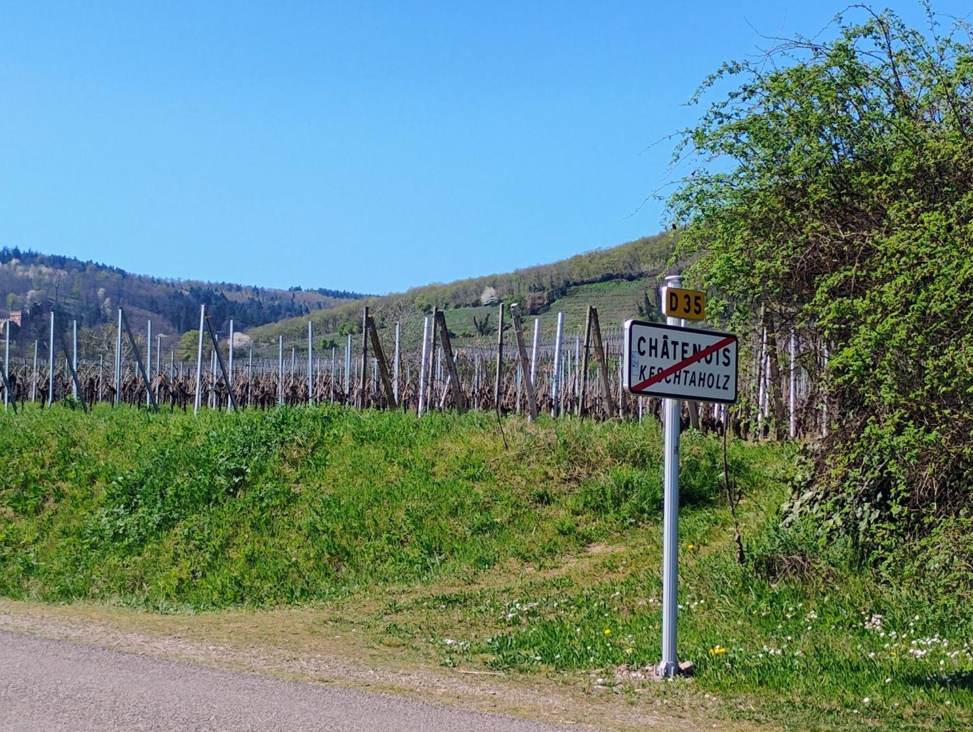 Gite Le Marronnier - Au Calme - Parking & Terrasse - Pres De Colmar Et Riquewihr - Route Des Vins Chatenois  Bagian luar foto